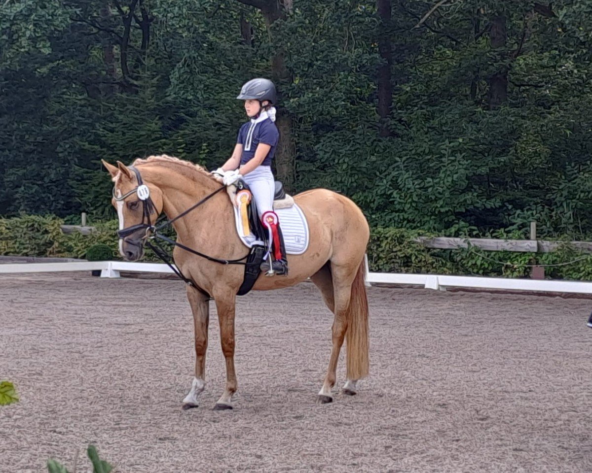 jumper New Spirit MW (German Riding Pony, 2020, from Dating AT NRW)