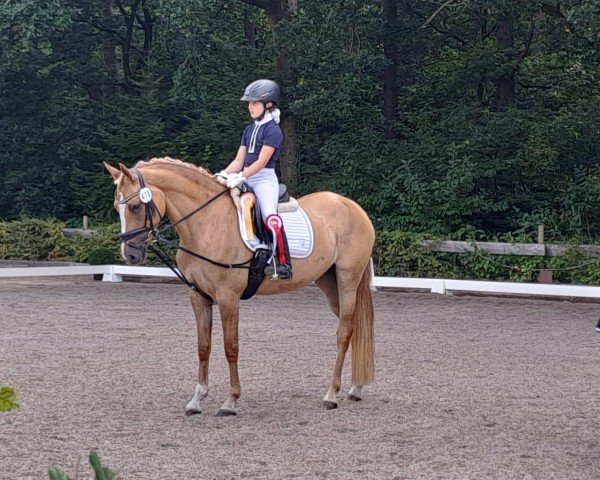 jumper New Spirit MW (German Riding Pony, 2020, from Dating AT NRW)