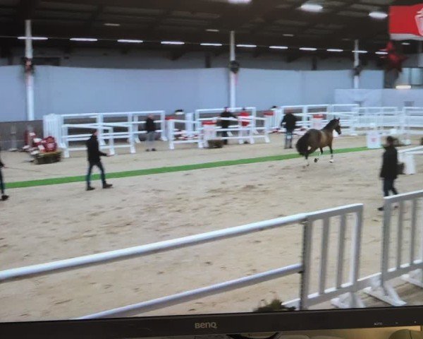 Video of Nacho Moon de Luxe HF