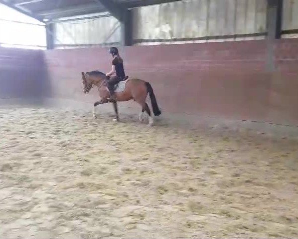 Video of Nacho Moon de Luxe HF