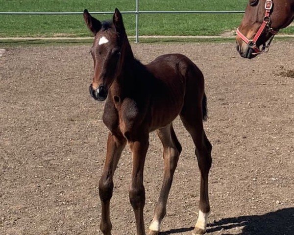 horse Stute von Charaktervoll / Carell (Holsteiner, 2022, from Charaktervoll Hv)