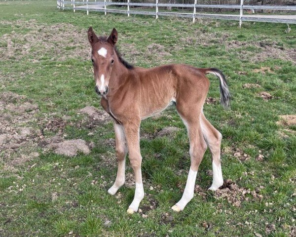 horse Hengst von Million Dollar / Carell (Holsteiner, 2024, from Million Dollar)