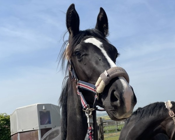 Pferd Sterling (Oldenburger, 2023, von Sir Donnerhall I)