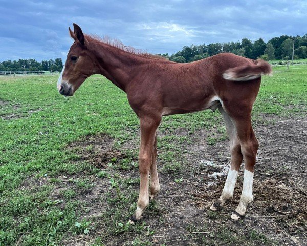horse Hengst von Uriko / Cornet de Semilly (Holsteiner, 2024, from Uriko)