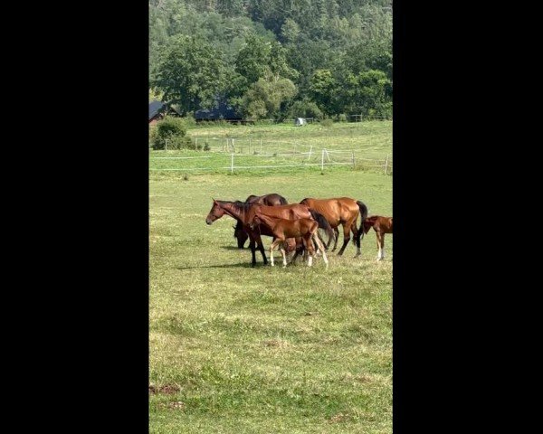 Video von Hengst von Uriko / Cornet de Semilly