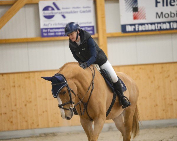 jumper M.E. Capetown (Oldenburg show jumper, 2020, from Zidane D)