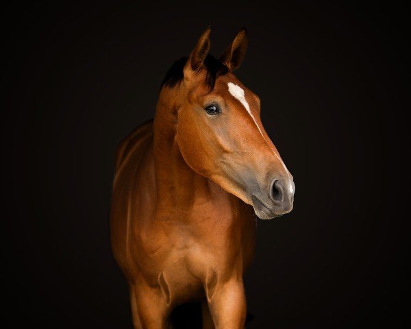 horse Stantje (Hanoverian, 2022, from Stanley)