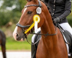 jumper Lindenaus Littlefoot (German Sport Horse, 2018, from Lord Lindenau)