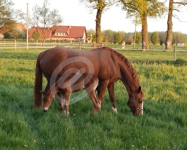 horse Mia Sai ART (German Riding Pony, 2023, from Mescal 15)