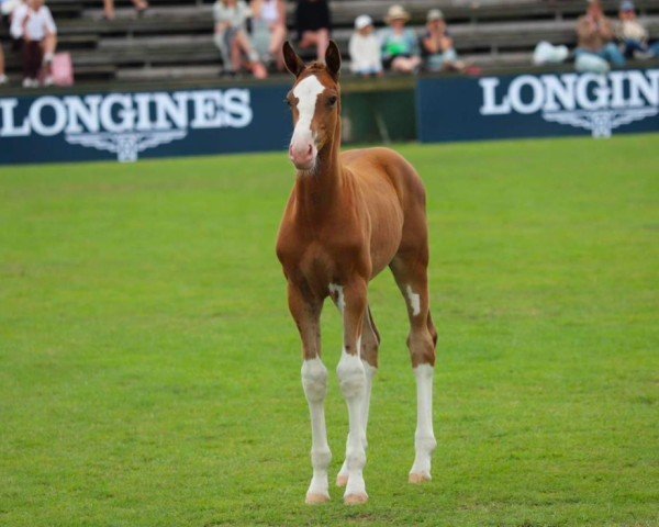 horse Captain John (Holsteiner, 2023, from Casall Ask)