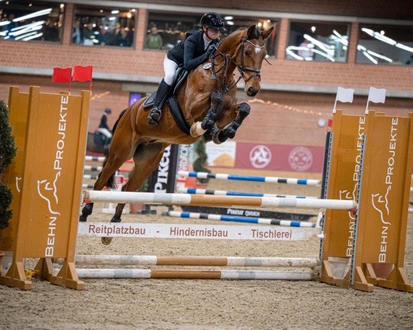 Springpferd London's Charmeur (Zangersheide Reitpferd, 2016, von London)