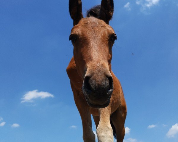 horse Medici ART (German Riding Pony, 2022, from Mescal 15)