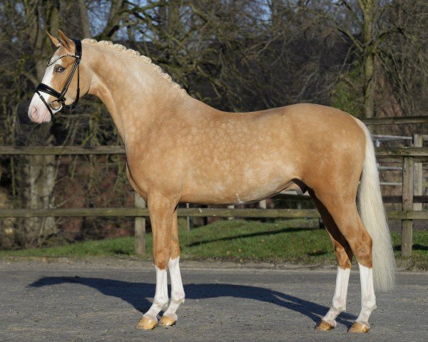 stallion Next Temptation (German Riding Pony, 2022, from FS Next Diamond)