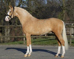 Deckhengst Next Temptation (Deutsches Reitpony, 2022, von FS Next Diamond)