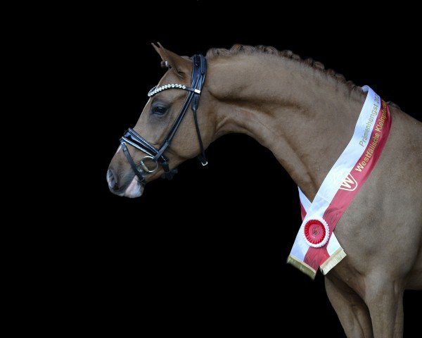 Deckhengst Never stop Dancing (Deutsches Reitpony, 2022, von FS Next Diamond)