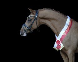 stallion Never stop Dancing (German Riding Pony, 2022, from FS Next Diamond)