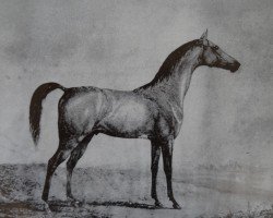stallion Koylan 1808 ox (Arabian purebred, 1808)