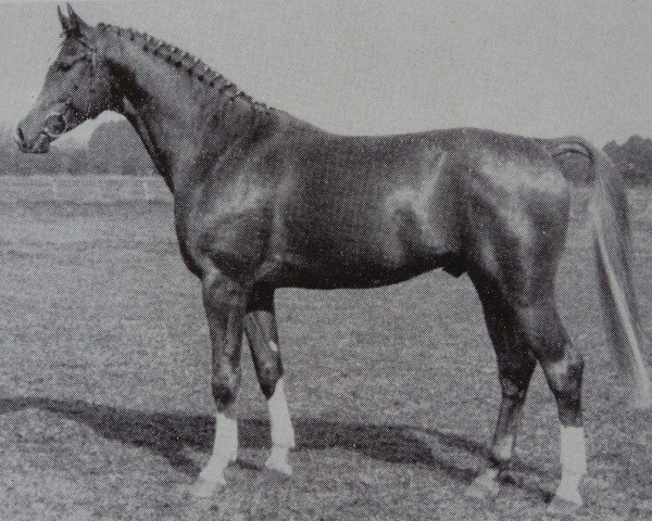 stallion Glistan 1451 (Brandenburg, 1983, from Glimmer 2686)
