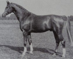 stallion Glistan 1451 (Brandenburg, 1983, from Glimmer 2686)
