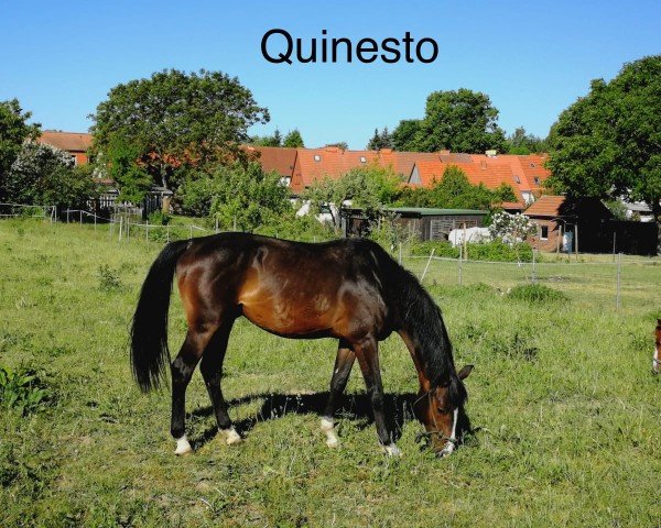 horse Quinesto (Holsteiner, 2012, from Quintero)