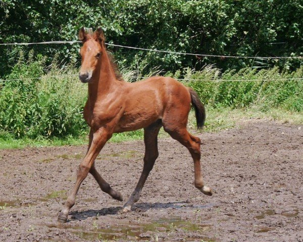 horse HF v. Ragazy de la Serre (German Warmblood, 2024, from Ragazy de La Serre)