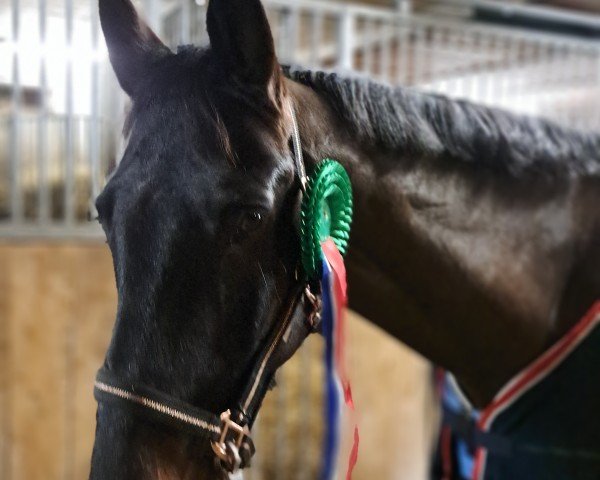 Springpferd Corlido M (Holsteiner, 2011, von Cormint)