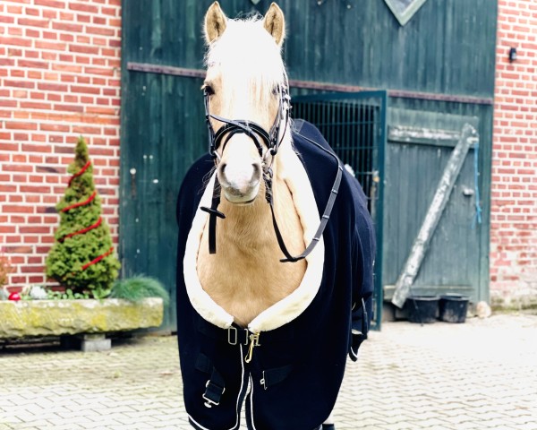 Pferd Renaissance Bloom of Reve (Welsh Pony (Sek.B), 2020, von Ysselvliedts Seren Chevalier)