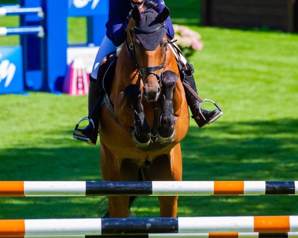 Springpferd Cadet du Cache Pot Z (Zangersheide Reitpferd, 2012, von Cooper van de Heffinck)