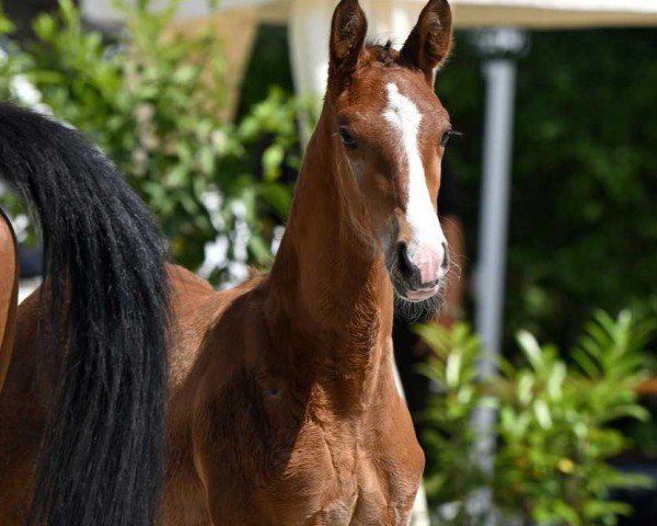 horse Hengst von Stakkato Cornet (Oldenburg show jumper, 2024, from Stakkato Cornet)