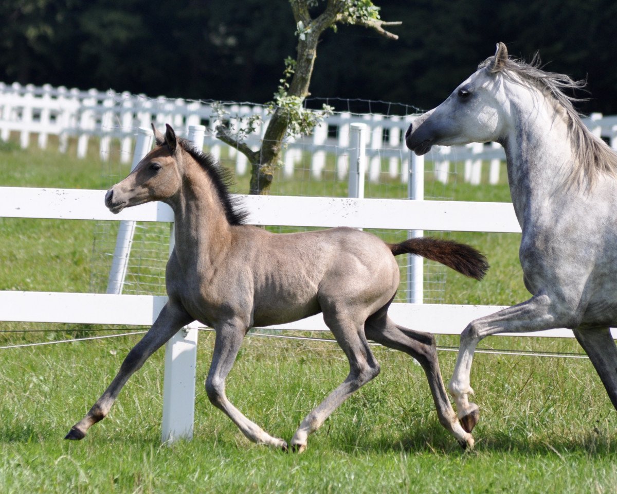 Pferd Camar Qougar (Trakehner, 2021, von Kaiser Wilhelm)
