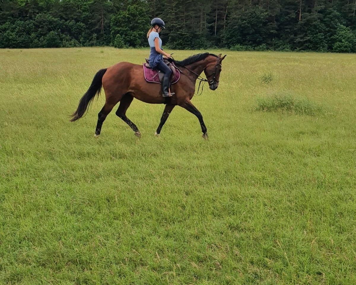 horse Ma Grande (German Sport Horse, 2005, from Drakdream)