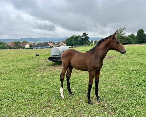 horse Cantaloupe B (Holsteiner, 2024, from Connor 48)