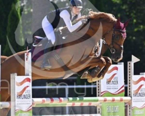 Springpferd Paco S 4 (Hannoveraner, 2015, von Perigueux)