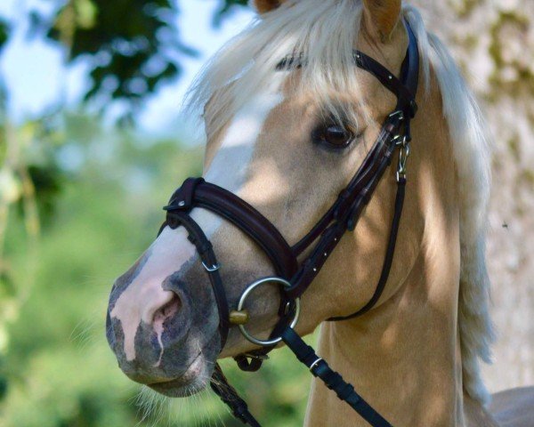 Pferd Daylight (Westfale, 2021, von Dallmayr K)