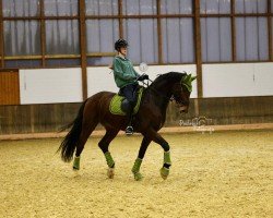 dressage horse Fuchur (Hanoverian, 2018, from Fürstenball)