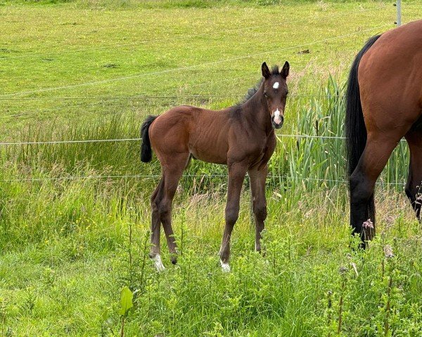 stallion Corleone (Holsteiner, 2024, from Coeur de Bella Donna)