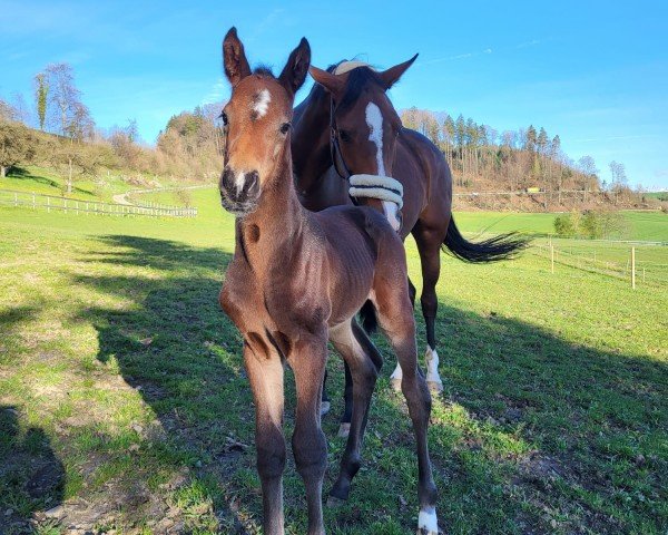 horse Solina D (Holsteiner, 2024, from Vigado)