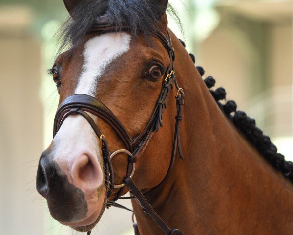 Springpferd Jimcy du Lys (Belgisches Warmblut, 2009, von Quaprice Z)