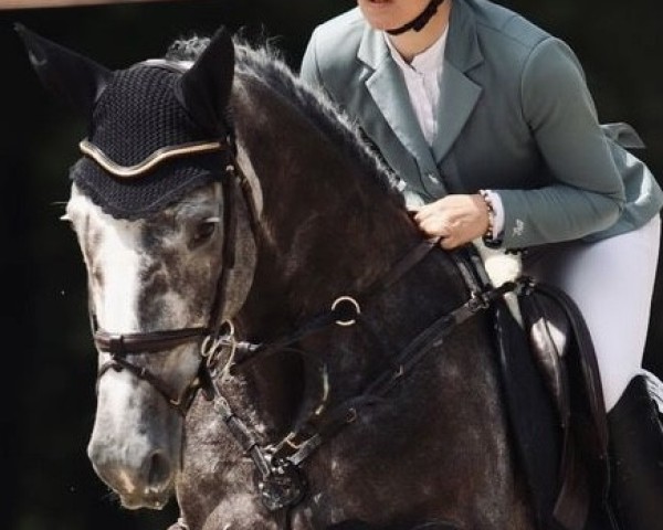 jumper Hannah 73 (Hanoverian, 2018, from Hickstead White)