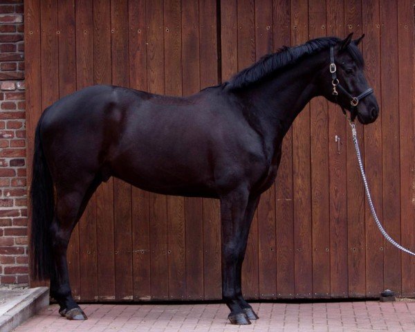 horse Mauro 9 (Westphalian, 2017, from Morricone)