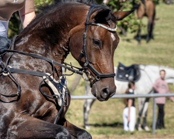 broodmare Nevada 203 (German Sport Horse, 2012, from Lefevre) broodmare Nevada 203 (German Sport Horse, 2012, from Lefevre)
