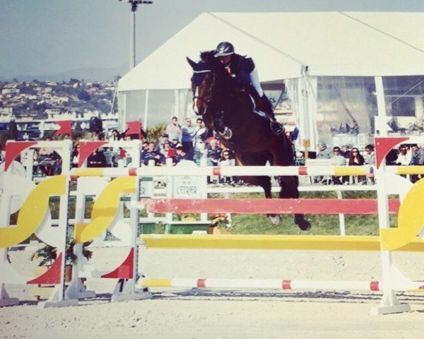 jumper Talma D'Elle (Selle Français, 2007, from Germino d'Elle)