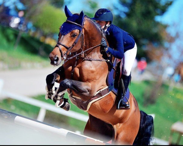 Springpferd Nirella Quality (Belgisches Warmblut, 2013, von Eldorado van de Zeshoek)