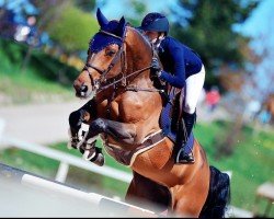 jumper Nirella Quality (Belgian Warmblood, 2013, from Eldorado van de Zeshoek)