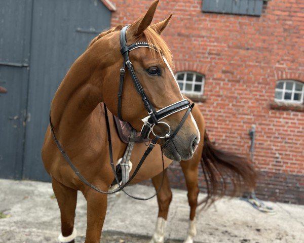 horse Roxanne (Hanoverian, 2020, from Rock Springs)