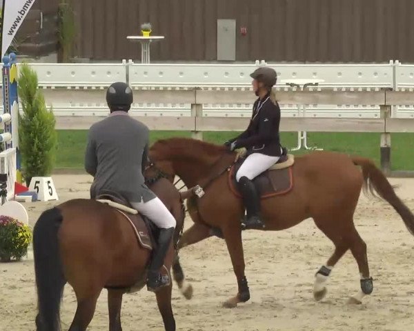 Springturnier Hubertushof RSG Linkenheim-Hochstetten 2013
