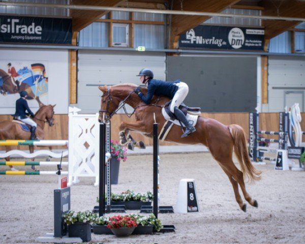 Springpferd Zkippy K (Deutsches Sportpferd, 2018, von Zinedream)