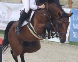 Springpferd Coralie 50 (Hannoveraner, 2017, von Chacoon Blue)