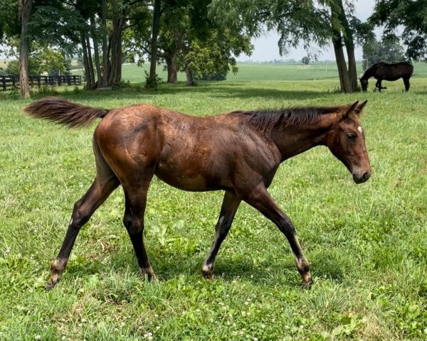 horse Stute von Arrogate xx (Thoroughbred, 2021, from Arrogate xx)