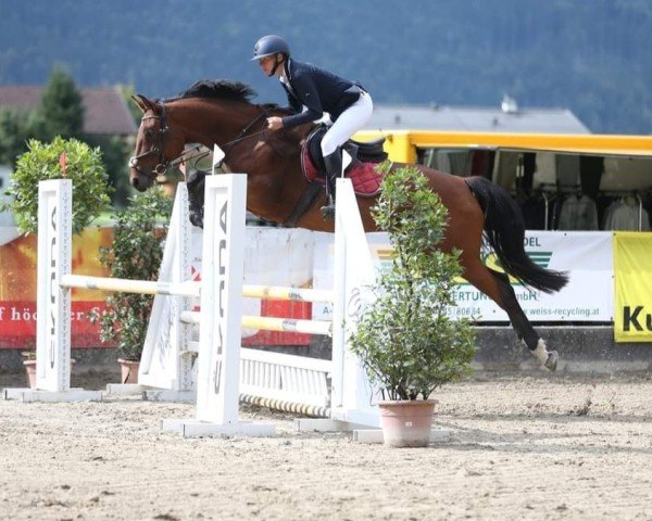 Springpferd Reya (Österreichisches Warmblut, 2017, von Lord Perry W)